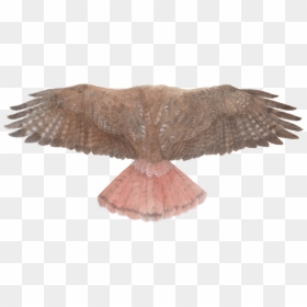 Red Tailed Hawk Top View, HD Png Download - hawk png