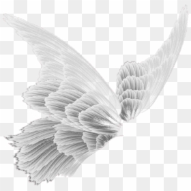 Fairy Wings Transparent, HD Png Download - fairy wings png