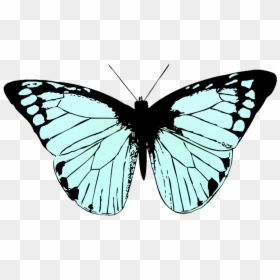 Butterfly Wings With A Transparent Background, HD Png Download - fairy wings png