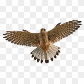 Peregrine Falcon Png, Transparent Png - hawk png