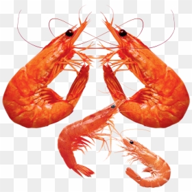 Transparent Shrimp Png, Png Download - shrimp png