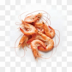 Shrimp Png Transparent, Png Download - shrimp png
