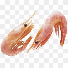 Shrimps Png, Transparent Png - shrimp png