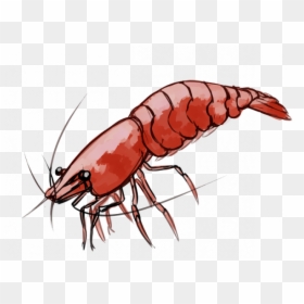 Cherry Shrimp Drawing, HD Png Download - shrimp png