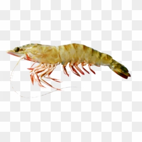 Krill, HD Png Download - shrimp png