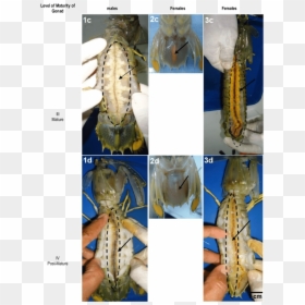 Morphology Of Mantis Shrimp, HD Png Download - shrimp png