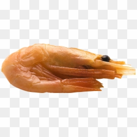 Caridean Shrimp, HD Png Download - shrimp png