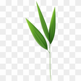 Bamboo Clipart Leaves - Transparent Bamboo Leaf Png, Png Download - bamboo plants png