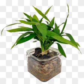Lucky Bamboo, HD Png Download - bamboo plants png