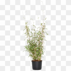 Houseplant, HD Png Download - bamboo plants png