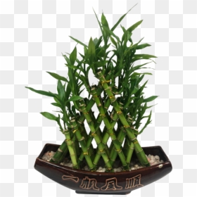 Grass, HD Png Download - bamboo plants png