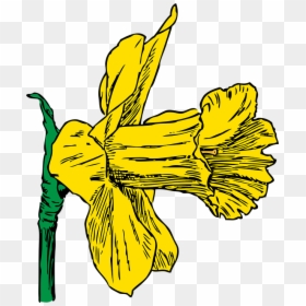 Transparent Spring Season Clipart Png - Daffodil Clip Art, Png Download - spring season clipart png
