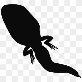 Frog Silhouette Tadpole Amphibian - Tadpole Silhouette, HD Png Download - tadpole png