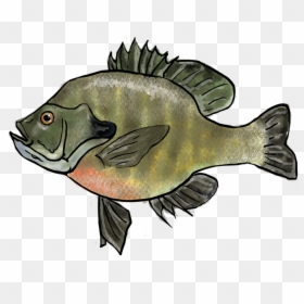 Transparent Tadpole Png - Bony-fish, Png Download - tadpole png