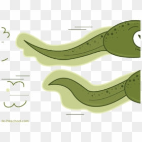 Frog Clipart Tadpole, HD Png Download - tadpole png
