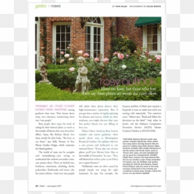Rose Garden And Rose Gardens - Yard, HD Png Download - rose falling png