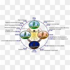 Human Biological Clock, HD Png Download - chandraghanta png