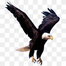 Background Eagles Logo Transparent, HD Png Download - birds png photoshop