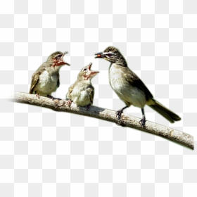Lark, HD Png Download - birds png photoshop