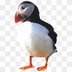Puffin Png Photo - Puffin Transparent, Png Download - birds png photoshop
