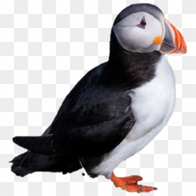 Single Puffin Png Clipart - Atlantic Puffin, Transparent Png - birds png photoshop