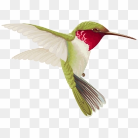 Humming Bird Transparent Clip Art Image - Hummingbird Clipart Transparent, HD Png Download - birds png photoshop
