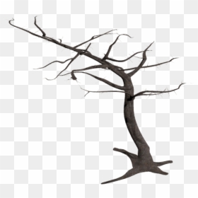 Tree, Isolated, Dead Plant, Weathered, Old, Morsch, - Dead Tree Branches Png, Transparent Png - dry tree branches png