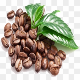 Coffee Bean Unroasted Coffee Bean S13, S16, S18 For - Cafe De Veracruz Png, Transparent Png - green coffee bean png