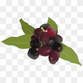 Clip Art Jamun Berry - Jamun Fruit Clipart, HD Png Download - jamun fruit png