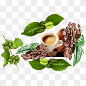 Superfood, HD Png Download - green coffee bean png