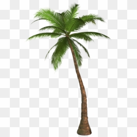Arecaceae Desktop Wallpaper Tree Clip Art - Palm Tree Transparent Background, HD Png Download - single coconut tree png