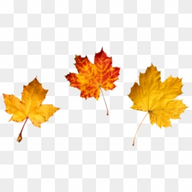 More - Winter Tree Leaf Png, Transparent Png - autumn leaves falling png