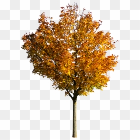 Nature, Tree, Autumn, Leaves, Fall Foliage, Isolated - Transparent Fall Tree Png, Png Download - autumn leaves falling png