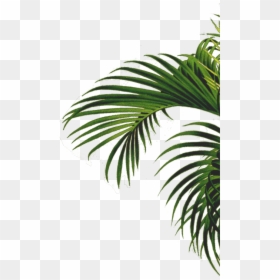 Roystonea, HD Png Download - single coconut tree png