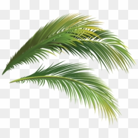 Attalea Speciosa, HD Png Download - single coconut tree png
