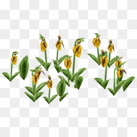 Erythronium Dens-canis, HD Png Download - slipper png