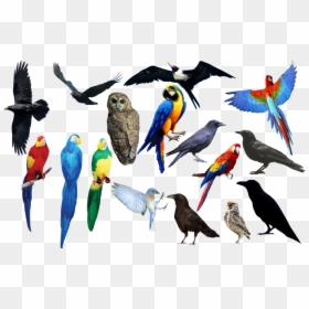 All Birds Images Png, Transparent Png - birds .png