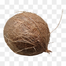 Download Coconut Png Image - Brown Coconut Png, Transparent Png - 3d coconut tree png