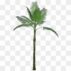3d Trees - Dictyosperma Album - Acca Software - Zt2 Download Library Wiki Palm, HD Png Download - 3d coconut tree png