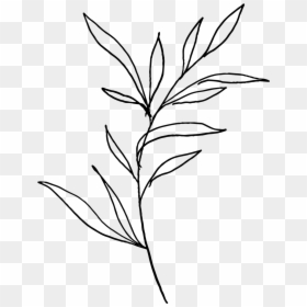 Please Give Credit When Used 🌿 - Simple Plant Clipart Black And White, HD Png Download - plant png image
