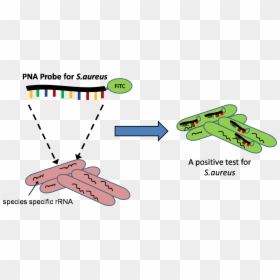 File - Pna-fish - Sap 2 Tier Architecture, HD Png Download - blood test png