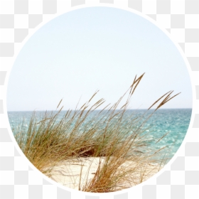 Transparent Beach Grass Png - Grassy Beach, Png Download - water grass png