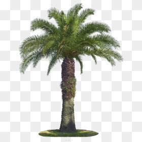 Tree Arecaceae Coconut - Palm Tree Png Image Download Free, Transparent Png - coconut palm tree png
