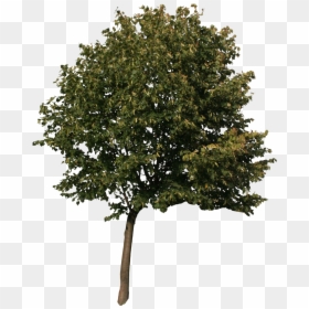 3d Max Tree Model , Png Download - Shrub Small Tree For Photoshop ...