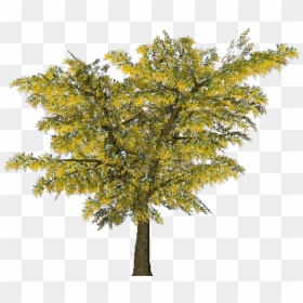 3d Trees - Mimosa - Acca Software - Mimosa Tree Png, Transparent Png - 3d trees png