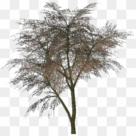 3d Trees - Judas Tree - Acca Software - Cercis Siliquastrum Png, Transparent Png - 3d trees png