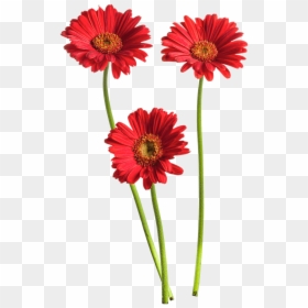 Gerbera Flower Png High-quality Image - Daisy Flower Png, Transparent Png - floers png