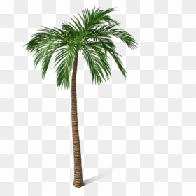 観葉 植物, HD Png Download - date tree png