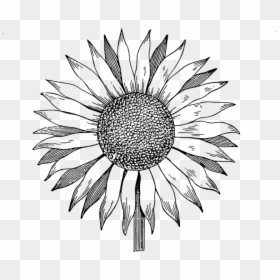 Sunflower Drawing, HD Png Download - white sunflower png