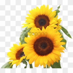 Free Png Sunflower Png Png Image With Transparent Background - Sunflower In White Backgrounds, Png Download - white sunflower png